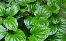4 lý do nên trồng lá lốt trong nhà