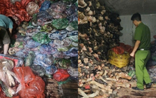 Tiến hành kiểm tra, thu giữ 1.200 kg nội tạng, xương bò bẩn tại một cơ sở kinh doanh ở Hà Nội
