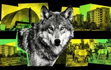 Sói đột biến gen, ngựa tuyệt chủng hồi sinh, loài chó trải qua 20 thế hệ vẫn sống: Chernobyl đang làm điều không ai dám nghĩ đến sau 40 năm