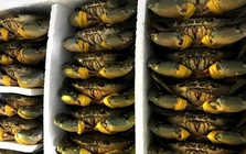 Cua biển Cà Mau tăng hơn 100.000 đồng/kg dịp lễ 30-4 và 1-5