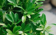 Lời khuyên dành cho những gia đình đang trồng cây ngũ gia bì