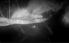 Loài vật cực hiếm tưởng tuyệt chủng bất ngờ "sống lại" sau 100 năm: Camera giấu kín ghi lại cảnh đặc biệt