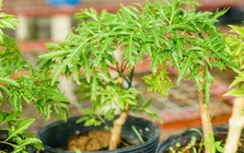 Lợi ích khi trồng cây đinh lăng