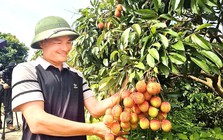 Vải Bắc Ninh mất mùa, 1 vườn vải u trứng vẫn bán giá kỷ lục