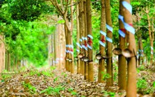 1 cổ phiếu kịch trần trước tin sắp nhận 2.100 tỷ đồng tiền đền bù từ ông lớn Singapore
