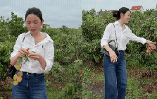 Chu Thanh Huyền gặp sự cố giữa vườn vải