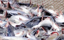 Mỹ báo tin vui cho một mặt hàng chủ lực của Việt Nam