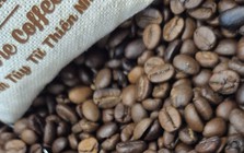 Giá cà phê hôm nay 23-5: Robusta tăng tiếp