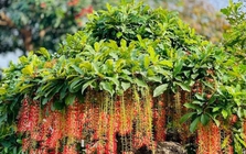 Hiện tượng lộc vừng nở hoa