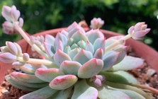 Lời khuyên khi trồng sen đá