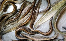 Loài cá nhìn rợn người nhưng lại là "siêu phẩm" bởi  thịt ngọt, dai và thơm đặc trưng
