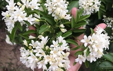 Lợi ích khi trồng cây nguyệt quế