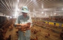 “Cỗ máy” sản xuất 300 triệu quả trứng/năm, có cả trứng nhân sâm của chủ tịch Nguyễn Như So: Nuôi 1 triệu con gà, vận hành bằng robot Đức