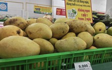 Xoài rẻ hiếm có, nhà máy mua trữ đến tháng 10