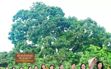 Điều đặc biệt về cây vải thiều 'báu vật' ở Bắc Ninh