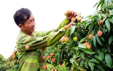 Khóc, cười mùa vải thiều Bắc Ninh