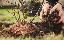 Chuyên gia cảnh báo: Làm ngay điều này trước khi nắng nóng “thiêu rụi” khu vườn