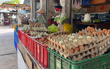 Lao đao vì giá trứng giảm sâu