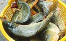 Lời khuyên khi mua cá