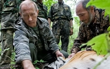 Tổng thống Nga Putin tặng bốn con hổ cho nước láng giềng