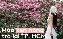 Sống ở TP.HCM hơn 10 năm mới thấy mùa kèn hồng "ngang ngược" thế này, bảo sao ai cũng rần rần xách máy lên phố!