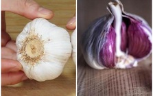 Tỏi vỏ tím hay tỏi vỏ trắng tốt hơn, Tỏi vỏ tím, tỏi vỏ trắng