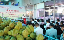 Cần Thơ 'giải cứu' sầu riêng