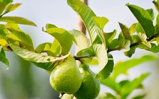 3 công dụng của lá ổi, biết để tận dụng ngay