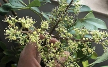 Hiện tượng cây ngũ gia bì nở hoa