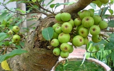 Lợi ích khi trồng cây sung