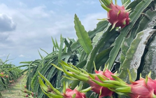 Không phải Trung Quốc, một quốc gia châu Á đang tăng mạnh nhập khẩu thanh long Việt Nam: Nhu cầu liên tục tăng mạnh, nước ta cạnh tranh với Thái Lan, Israel