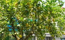 10 loại cây "hút" vượng khí, rất nên trồng trong nhà