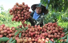 Nghịch lý mùa vải năm nay