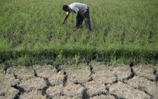 Siêu El Nino chưa từng có trong 150 năm cận kề: Nỗi lo lúa cháy khô, cá chết bỏng vì nắng nóng bủa vây hàng triệu nhà nông
