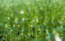 Việt Nam có loại hạt "quét sạch" mỡ máu xấu, cực tốt cho não bộ: Ngày ăn 1 thìa, hiệu quả bất ngờ