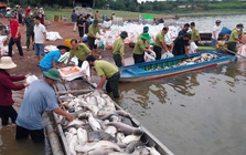 Hình ảnh hơn 200 tấn cá chết ở hồ Trị An
