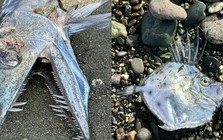Phát hiện 2 quái ngư bên bờ biển với hình thù không thể kỳ lạ hơn: Người dân lo sợ là điềm báo trong truyền thuyết