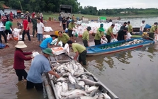 Hơn 100 tấn cá lồng bè tại hồ Trị An chết bất thường
