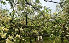 Khi cây bưởi nở hoa