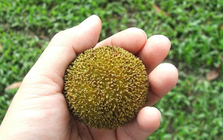 Loại quả quê nhìn lạ mắt mọc bờ rào nay "lên đời" đặc sản, giá 120.000đ/kg