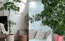 Được mệnh danh là "máy lọc khói thuốc" và hút tài lộc, đây là loại cây phong thủy siêu dễ sống mà nhà nào cũng nên có