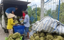 Nguyên nhân giá sầu riêng 'rẻ như bèo'