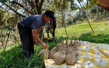 Sau Thái Lan, thêm một đối thủ của sầu riêng Việt Nam gặp khó: 30% diện tích bị ảnh hưởng, sản lượng liên tục giảm sút