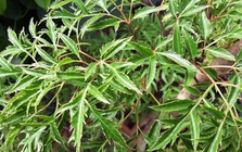 Lời khuyên dành cho những gia đình đang trồng cây đinh lăng