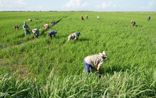 Cuba áp dụng cách của Việt Nam: Thả một loài vật xuống ruộng lúa, kết quả gây bất ngờ