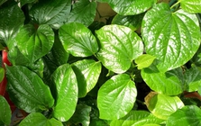 Lời khuyên đến những gia đình đang trồng cây lá lốt