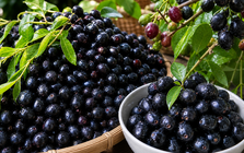 Hết thời mọc dại, quả quê 'tím lịm' ven rừng nay lên đời đặc sản: Giá 150.000 đồng/kg vẫn hút khách thành thị