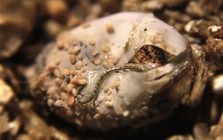 Loài "rồng" tưởng chỉ có trong truyền thuyết bất ngờ lộ diện gần Việt Nam: Sở hữu khả năng đáng kinh ngạc