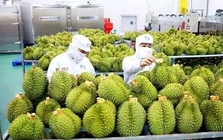 Sầu riêng 'tắc' kiểm nghiệm Cadimi, rớt giá: Đang làm việc với Trung Quốc