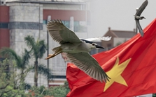 Hà Nội đất lành chim đậu: Chim hoang dã chao liệng săn mồi giữa Hồ Gươm tạo ra khung cảnh hiếm có